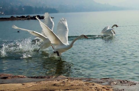 Cygnes d'un nouveau départ